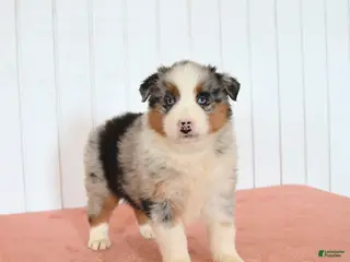 Australian Shepherd dogs for sale: Nova - Ad 2