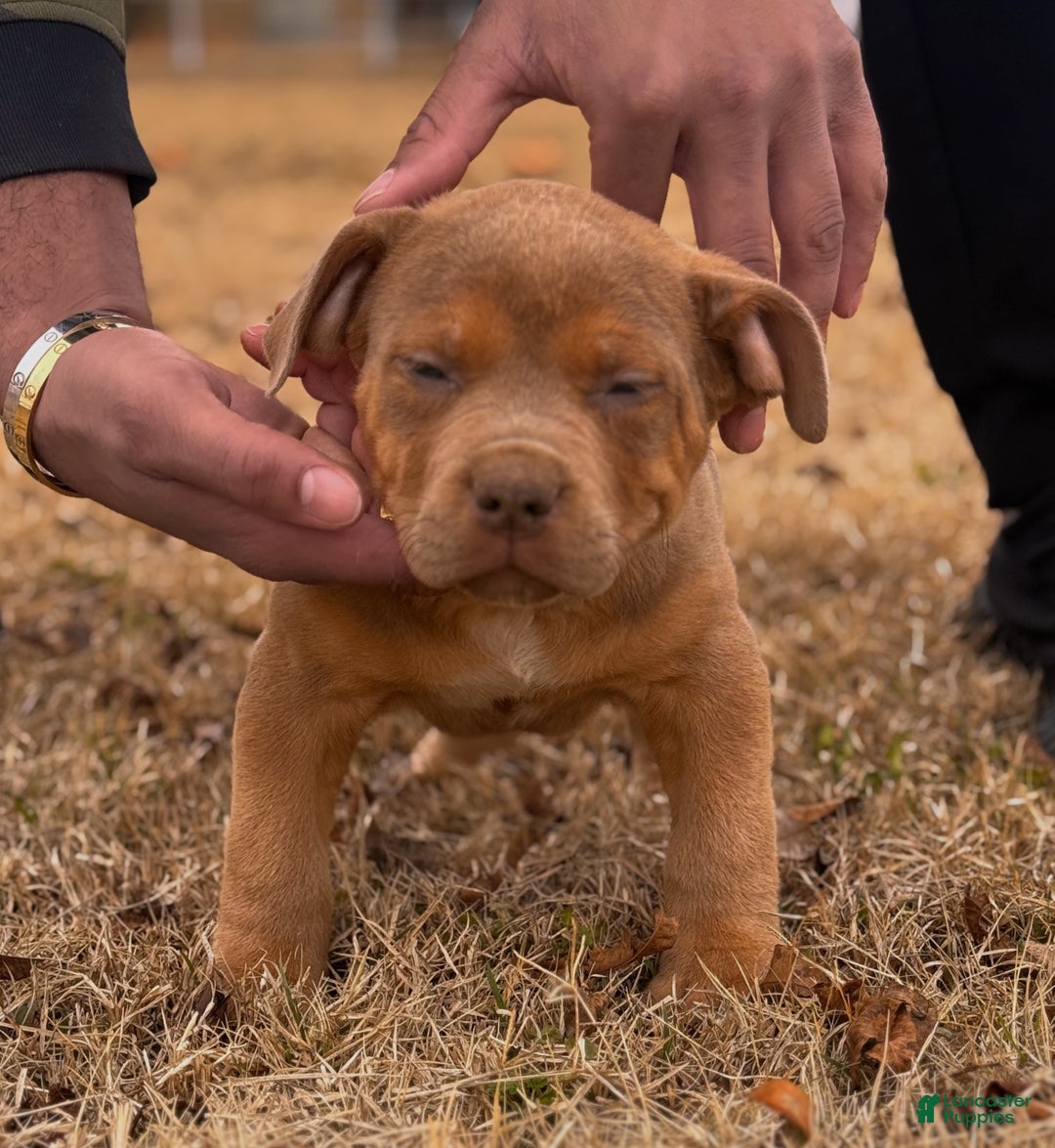American Bully dogs for sale: Enzo - Ad 3