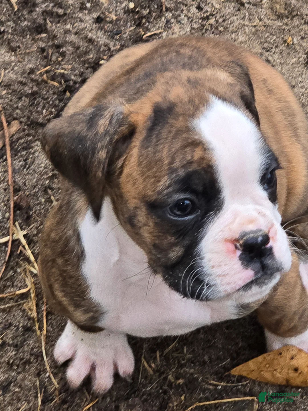 Boxer dogs for sale: Diamond  - Ad 18
