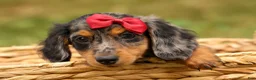 Miniature Dachshund dogs for sale: BAILEY - Ad 12