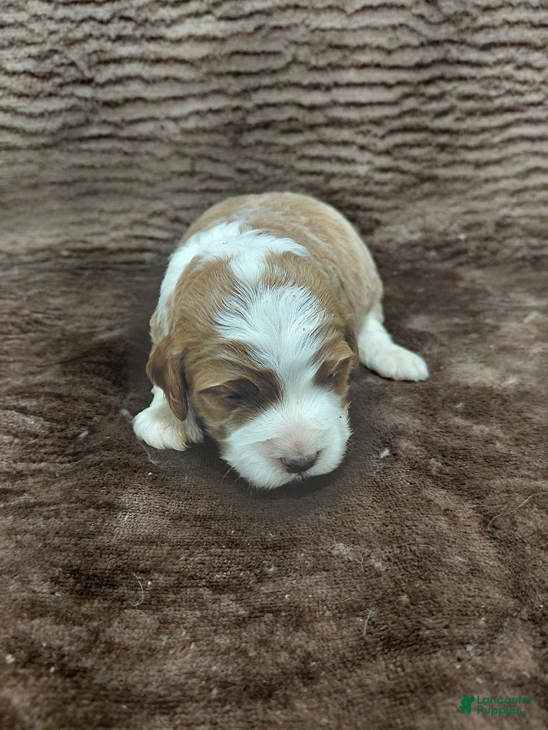 Mini Bernedoodle dogs for sale: Mr Awesome - Ad 7