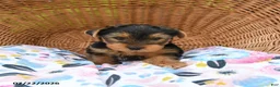 Yorkshire Terrier dogs for sale: Tigger - Ad 4