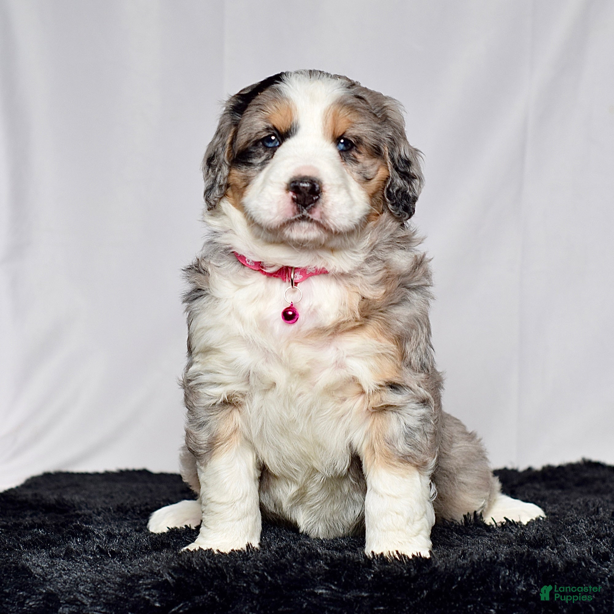 Bernedoodle dogs Ms. Sadie - Ad 2