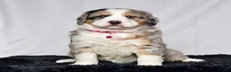 Bernedoodle dogs for sale: Ms. Sadie - Ad 2