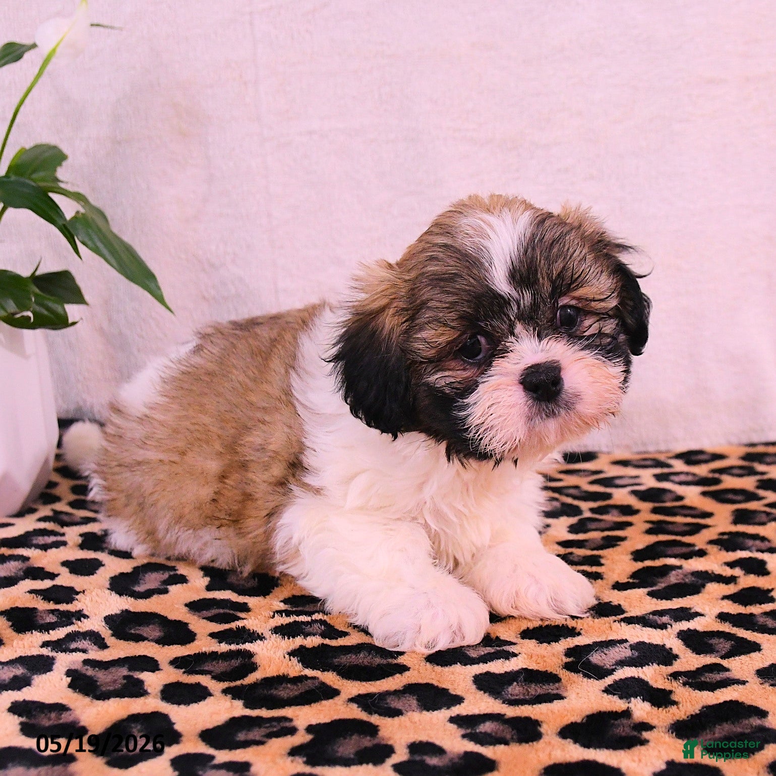 Shih Tzu dogs Jinx - Ad 2
