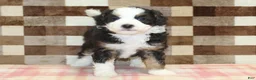 Mini Bernedoodle dogs for sale: Henry - Ad 3