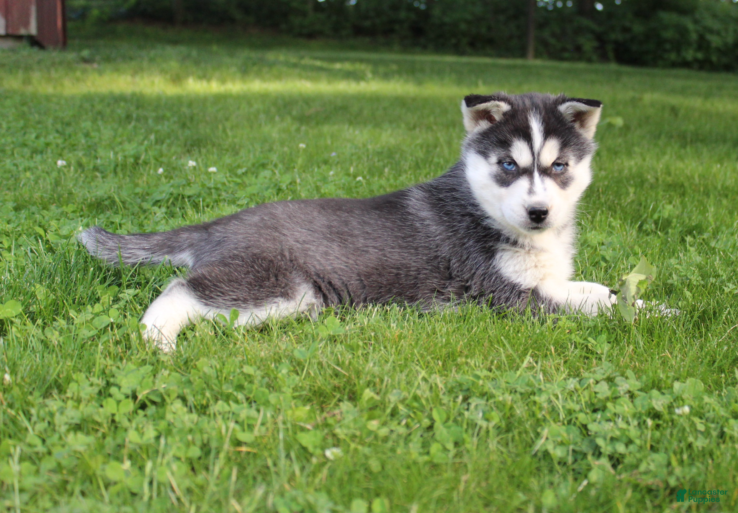 Siberian Husky dogs Mia - Ad 2