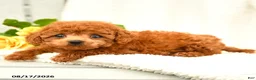 Toy Poodle dogs for sale: Travis - Ad 2