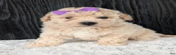 Bichpoo dogs for sale: Zoey - Ad 4
