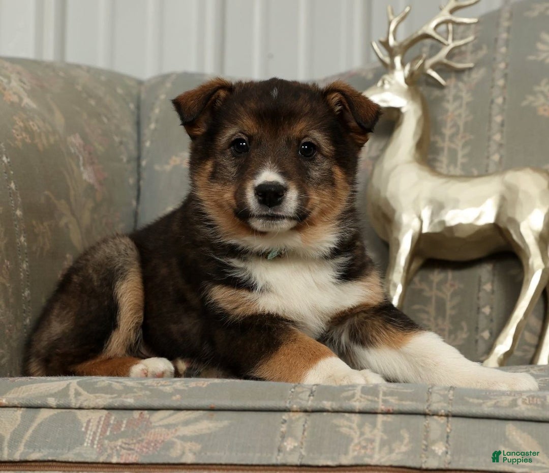 Australian Shepherd dogs for sale: Zeke - Ad 7