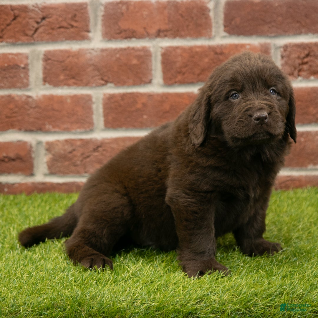 Newfoundland dogs for sale: Hudson - Ad 4