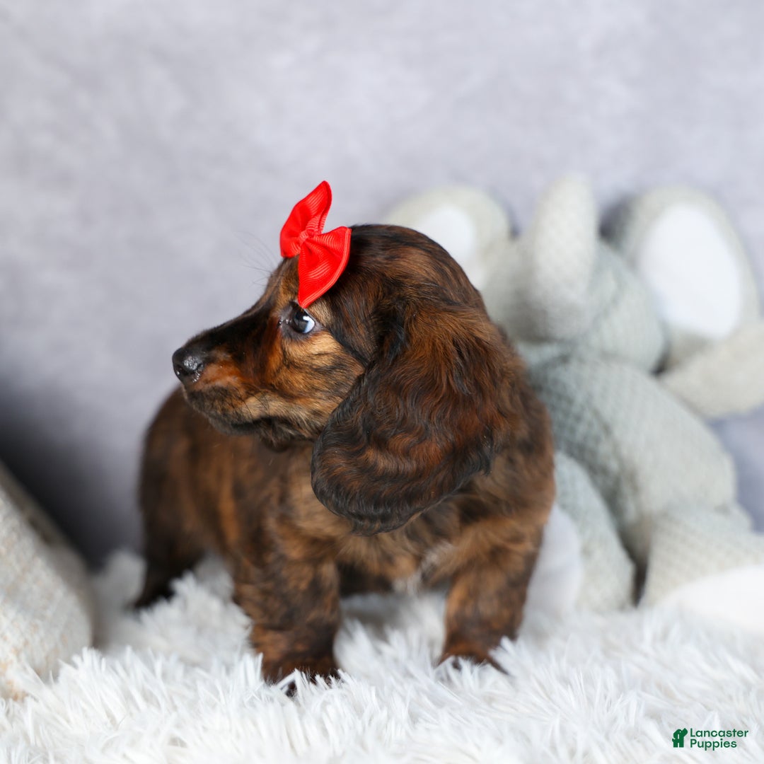 Miniature Dachshund dogs for sale: Felix - Ad 12