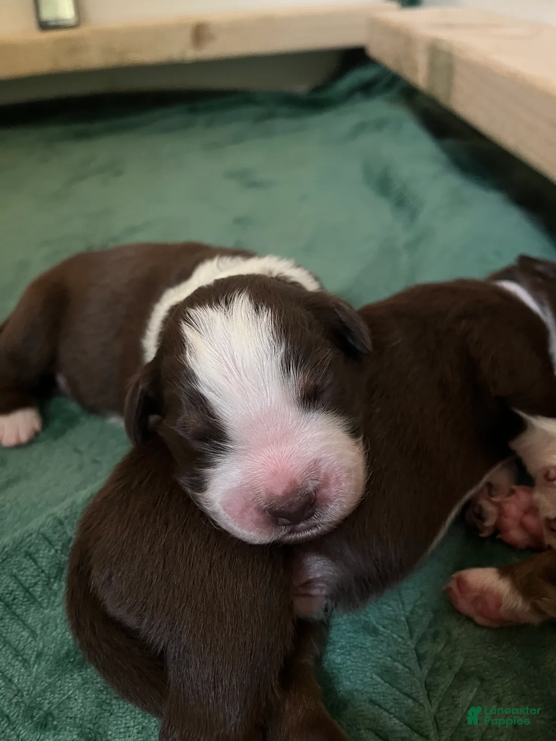 Australian Shepherd dogs for sale: Cosmo (Blue) - Ad 2