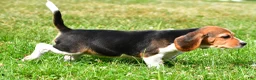 Beagle dogs for sale: Cassidy - Ad 6