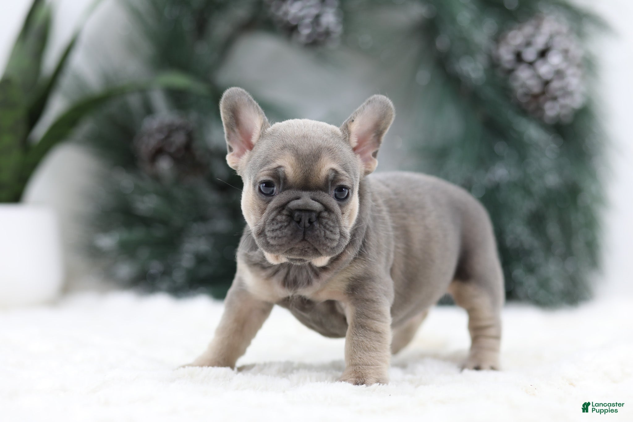 French Bulldog dogs Malory - Ad 35