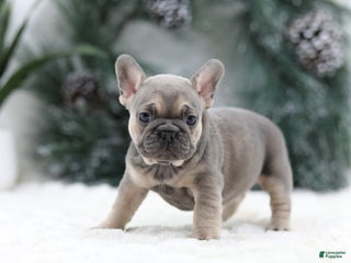 French Bulldog dogs Malory - Ad 7
