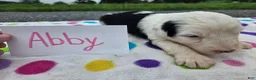 Sheepadoodle dogs for sale: Sheepadoodle 4 - Ad 4