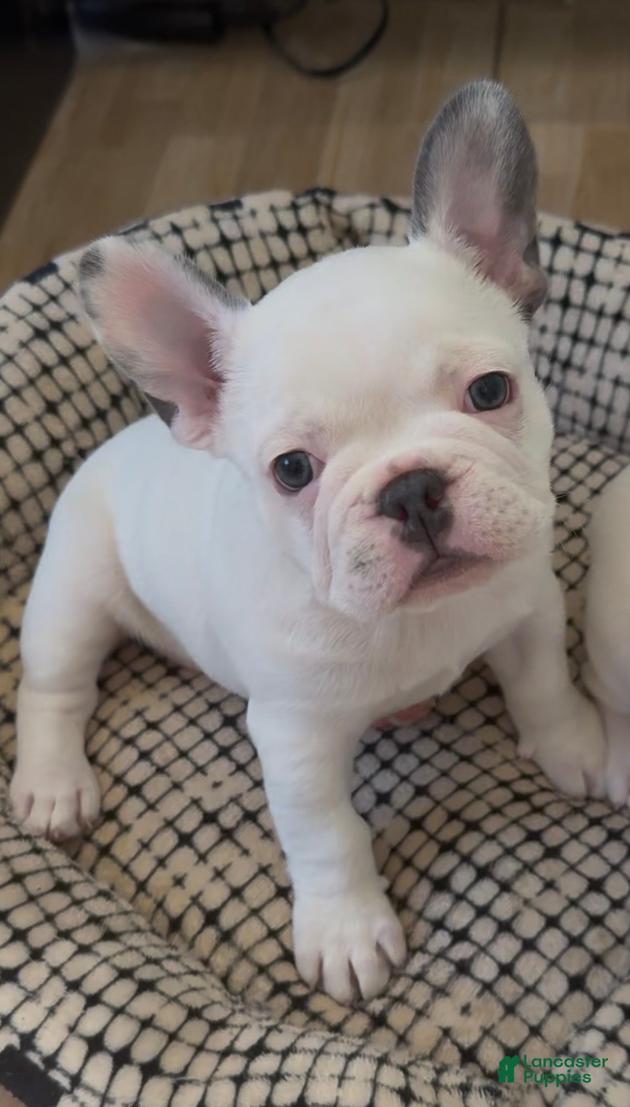 French Bulldog dogs Pua - Ad 1