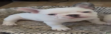 Pua