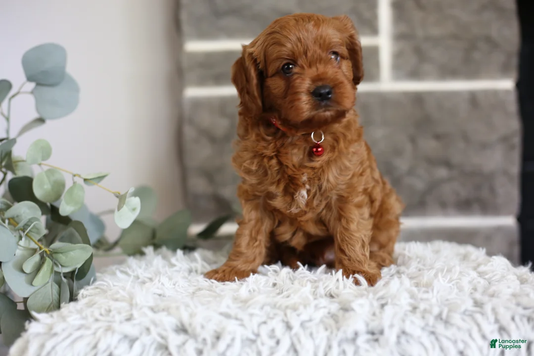 Cavapoo dogs for sale: Solly  - Ad 2