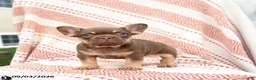 French Bulldog dogs for sale: Beatrice - Ad 3