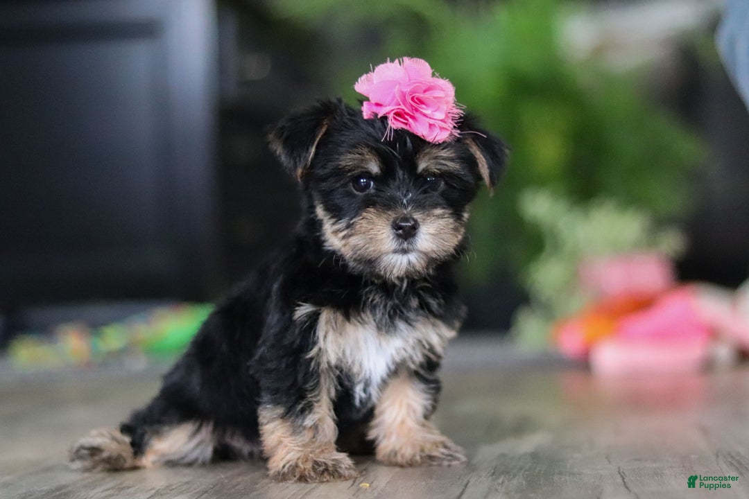 Morkie dogs for sale: Avery - Ad 3