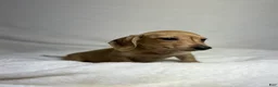 Miniature Dachshund dogs for sale: Peaches  - Ad 5