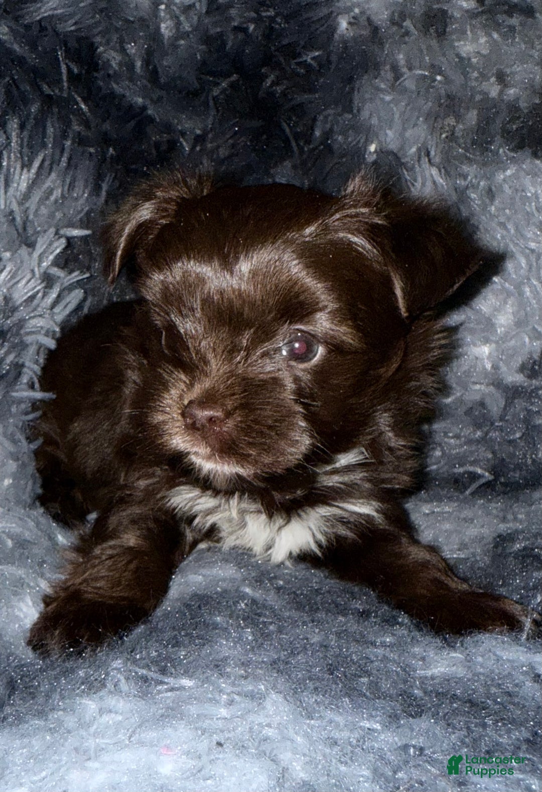 Yorkshire Terrier dogs for sale: Handsome - Ad 1