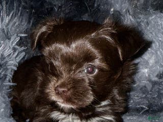 Yorkshire Terrier dogs Handsome - Ad 11