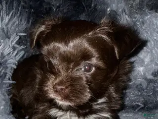 Yorkshire Terrier dogs Handsome - Ad 14