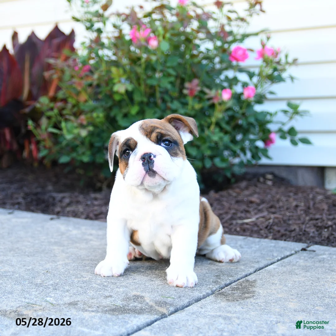 English Bulldog dogs for sale: Polly - Ad 3