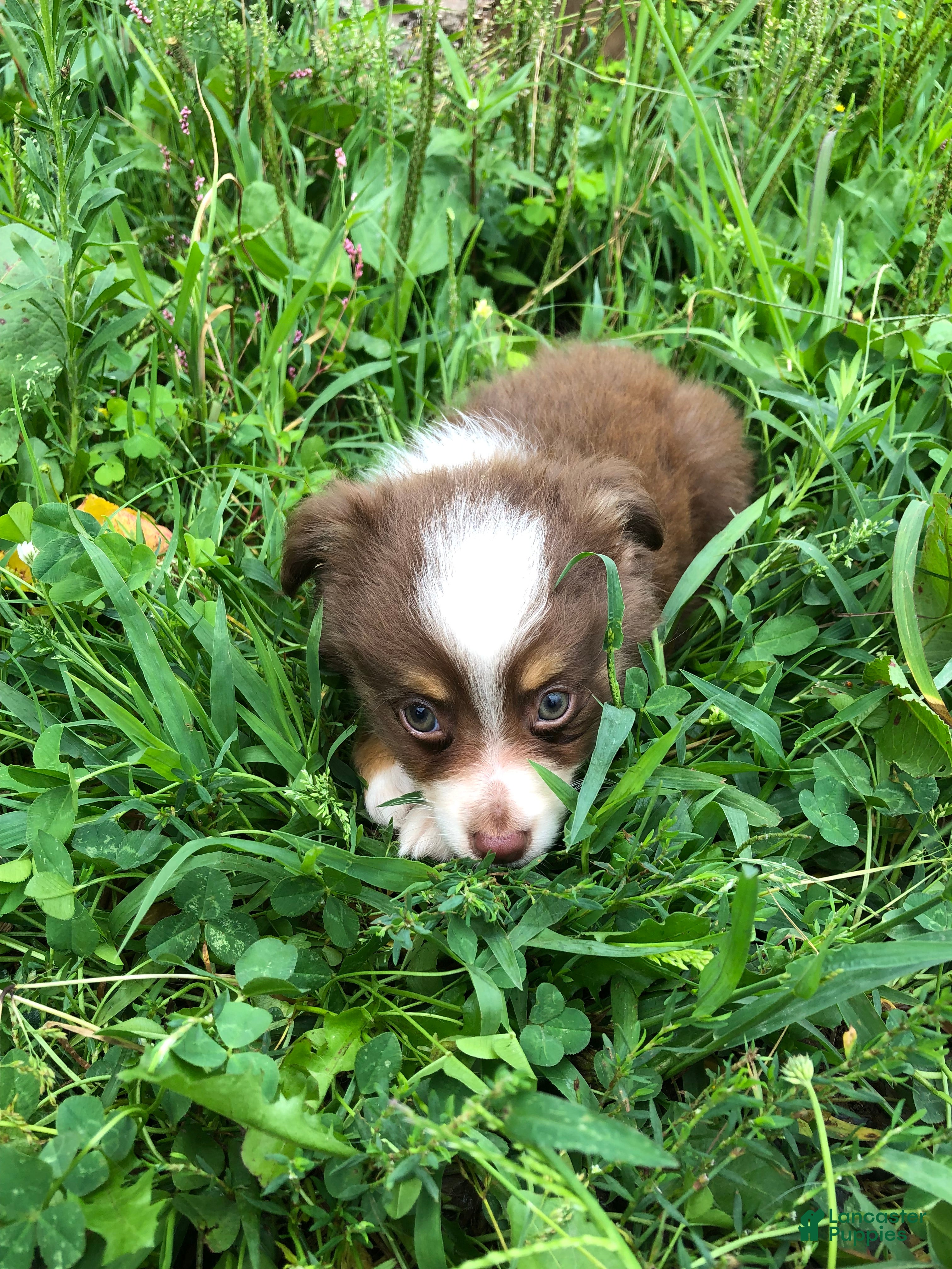 Toy Australian Shepherd dogs for sale: Ace - Ad 4