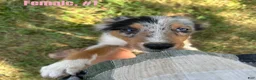 Australian Shepherd dogs for sale: Australian Shepherd 1 - Ad 1
