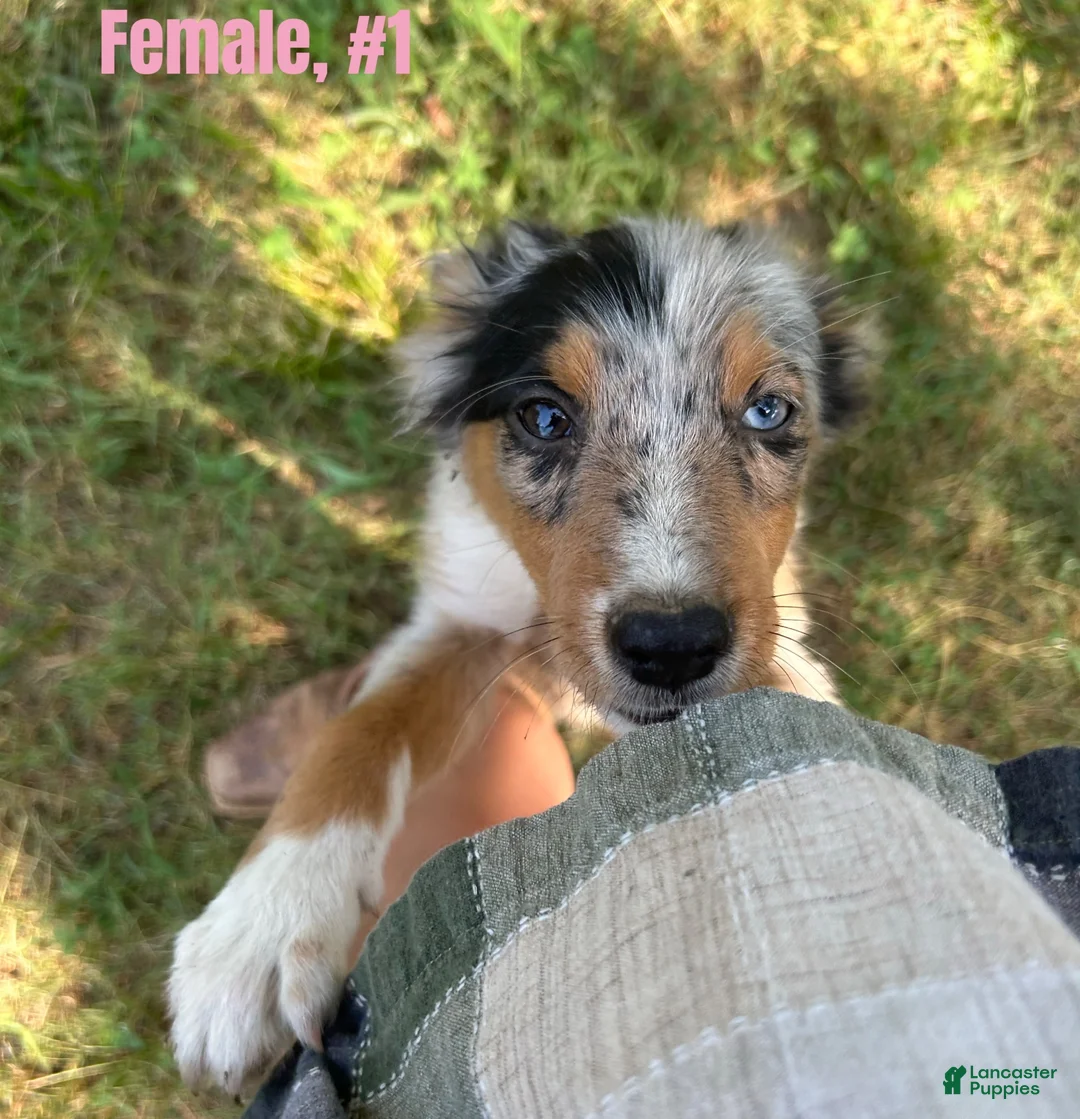 Australian Shepherd dogs for sale: Australian Shepherd 1 - Ad 1
