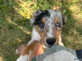 Australian Shepherd dogs Australian Shepherd 1 - Ad 5