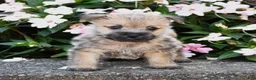 Cairn Terrier dogs for sale: Angus - Ad 3