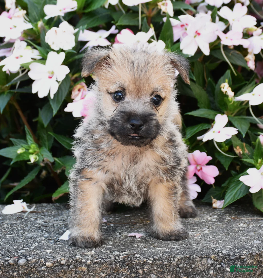 Cairn Terrier dogs for sale: Angus - Ad 3