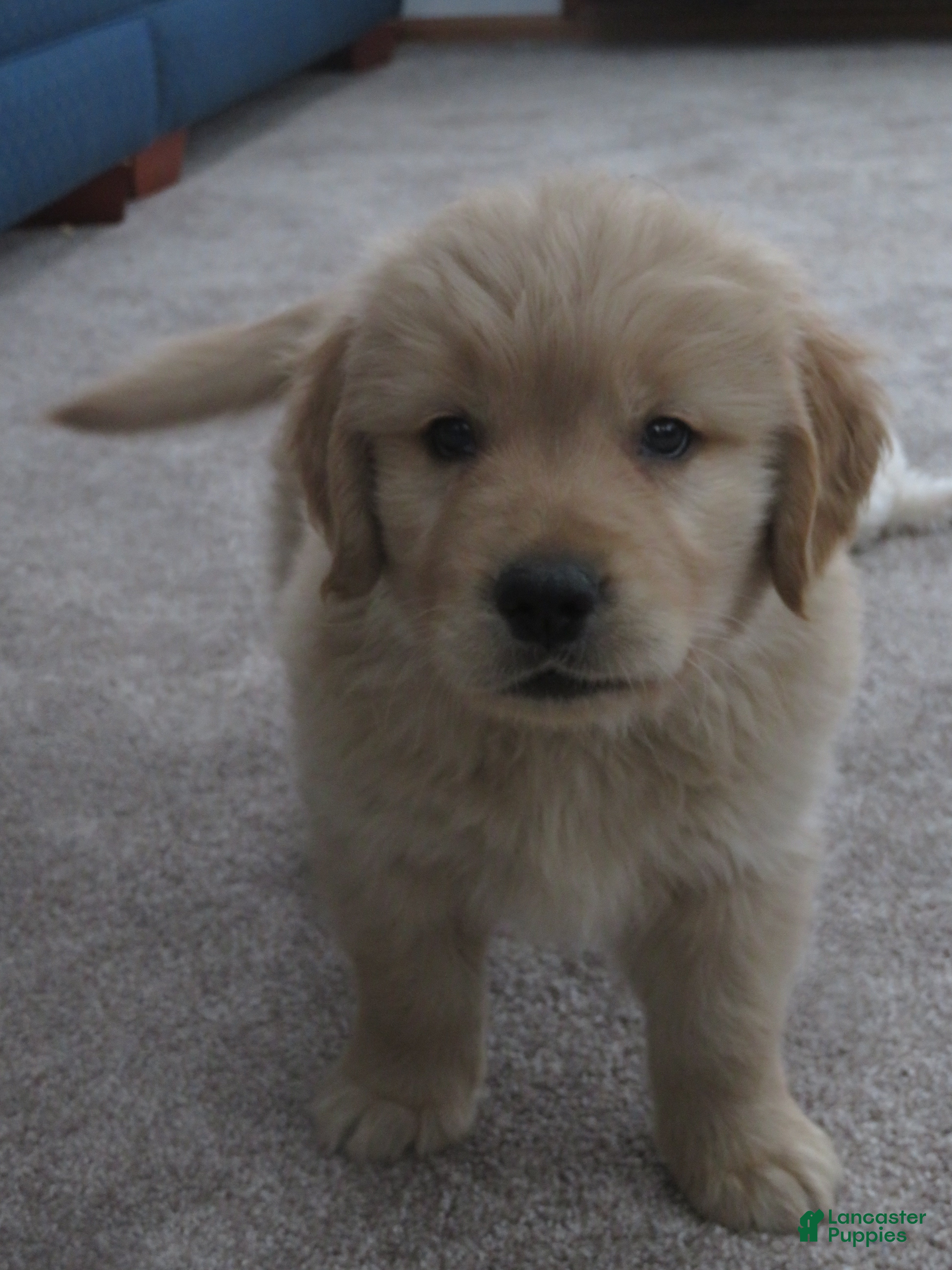 Golden Retriever dogs LINCOLN - CHAMPION LINE - Ad 1