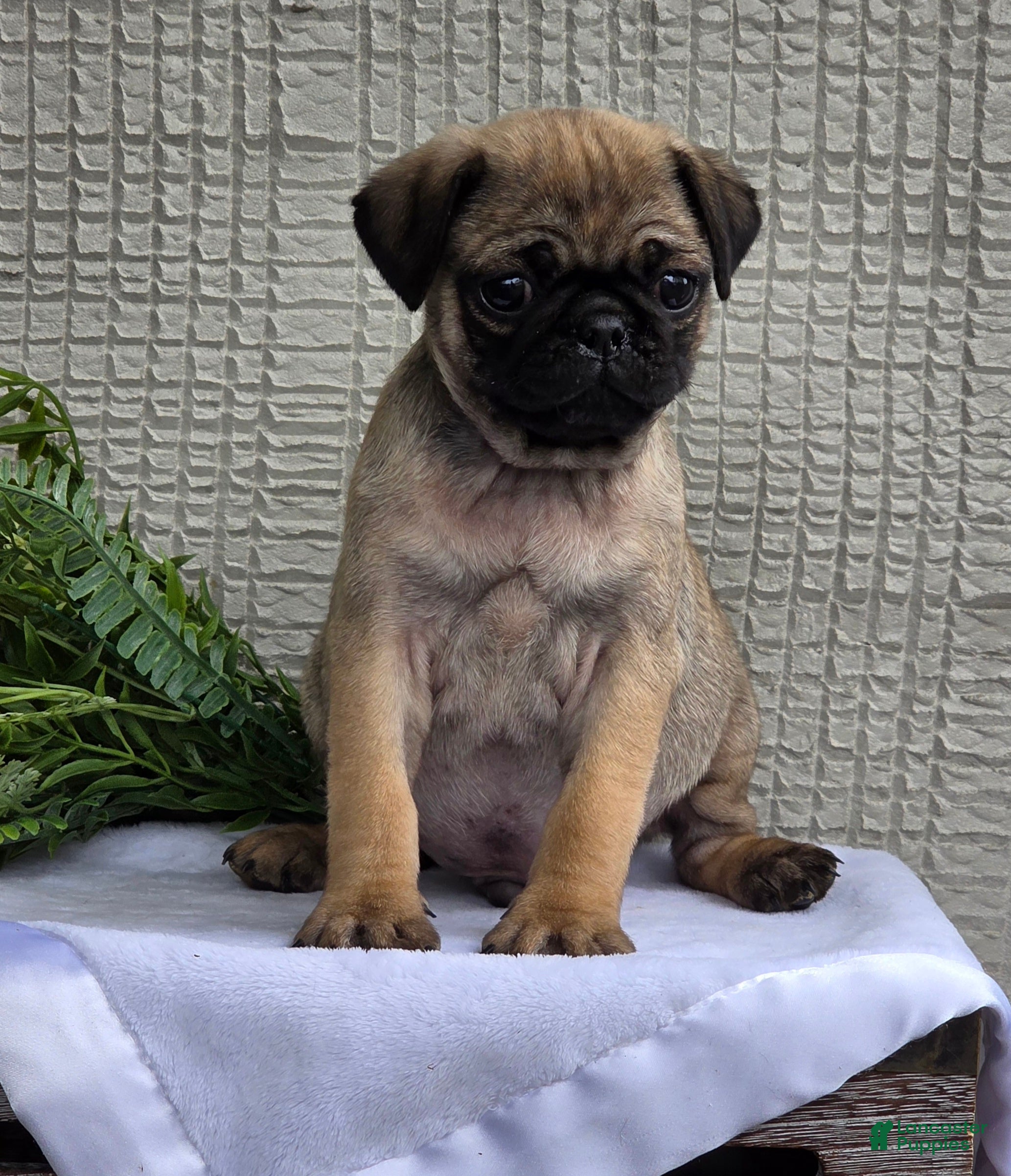 Pug dogs Baxter - Ad 2