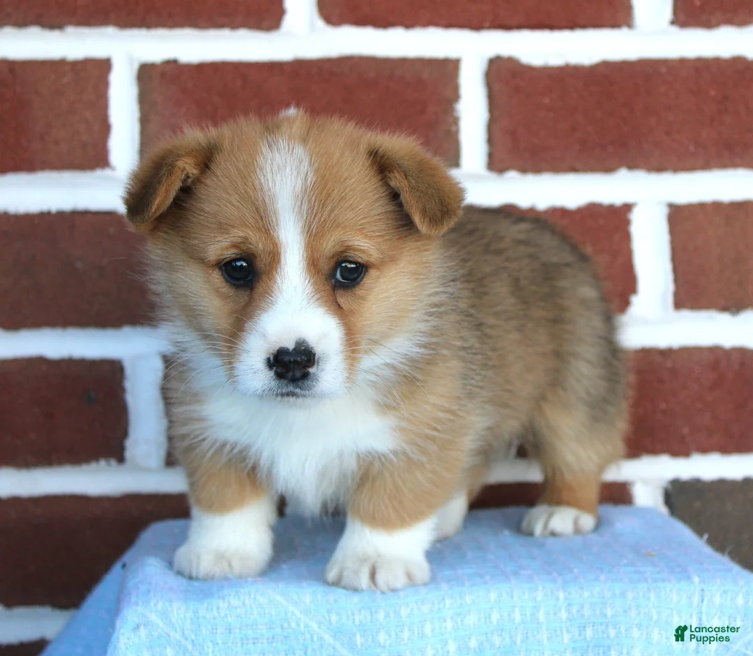 Gallery Image {{count}}