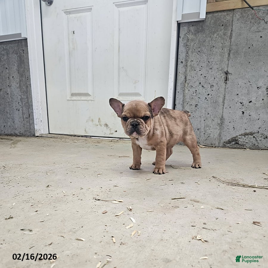 Frenchton dogs Bingo - Ad 1