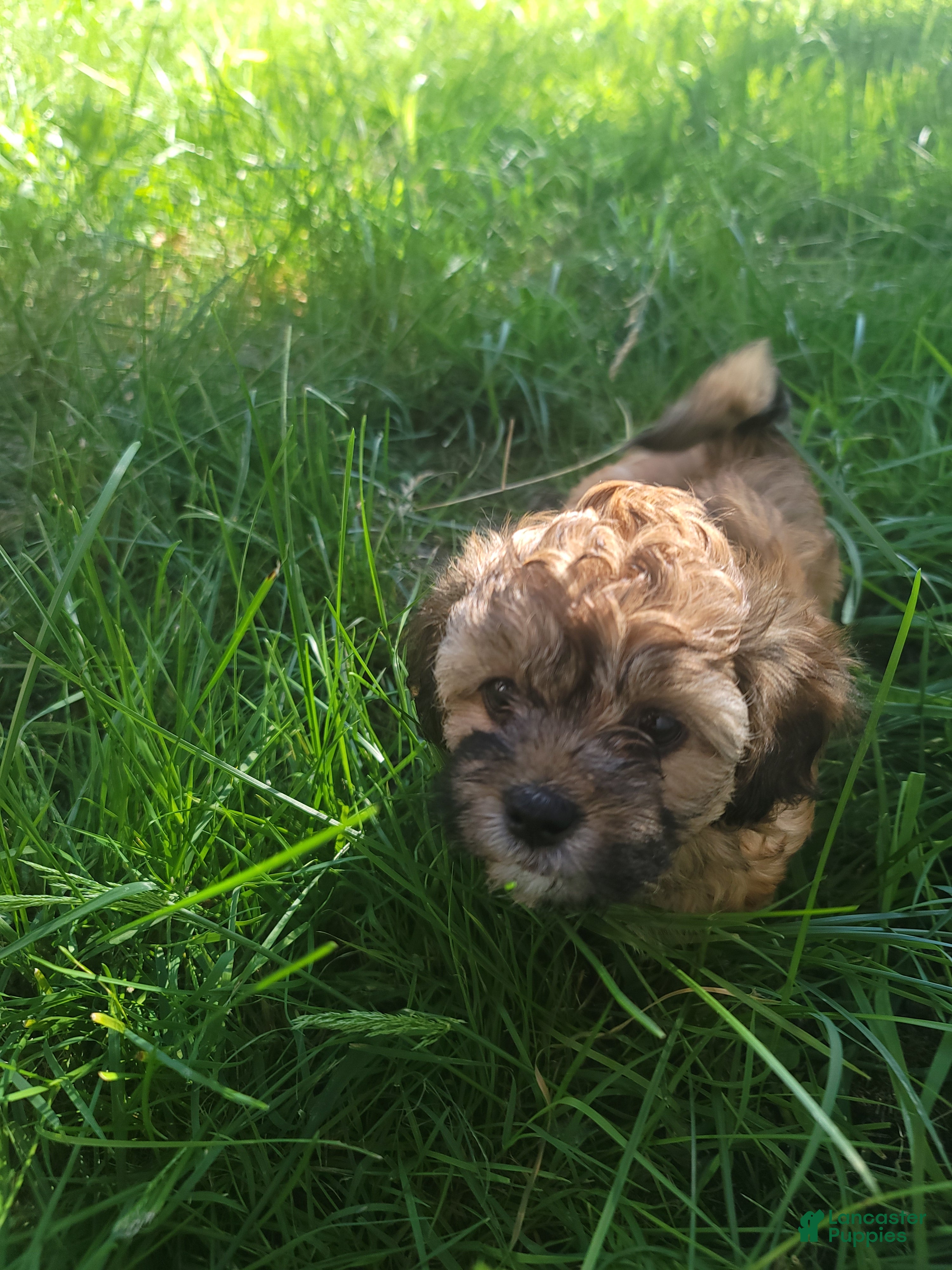 Shihpoo dogs for sale: Bella - Ad 1