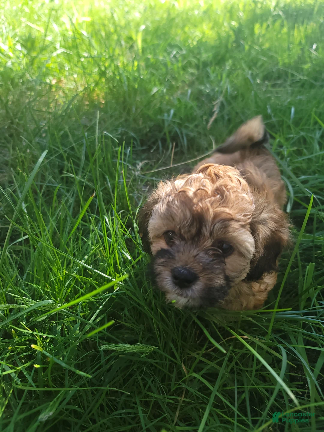 Shihpoo dogs for sale: Bella - Ad 1