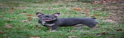 French Bulldog dogs for sale: Dallas - Ad 13