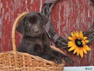 Labrador Retriever dogs - Ad 3