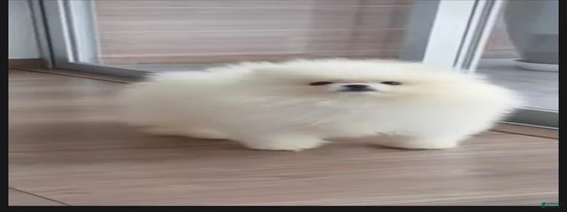 Bonbon