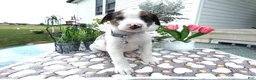 Mixed Breed dogs for sale: Mixed Breed 1 Davon - Ad 2