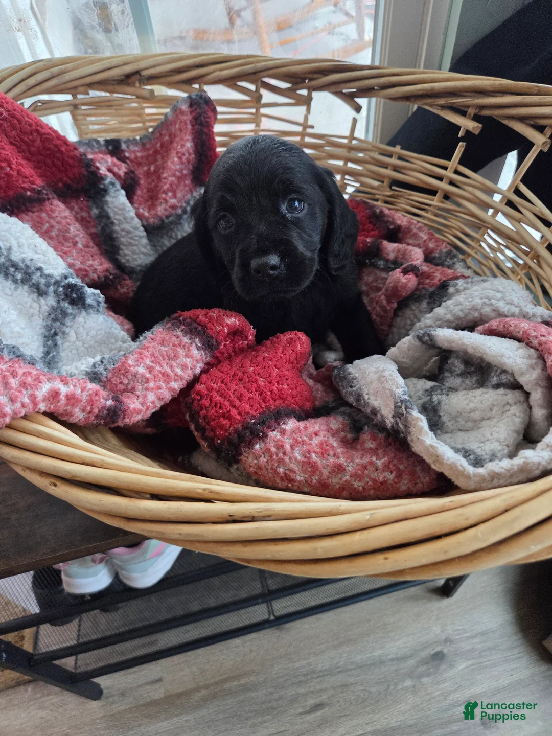Mixed Breed dogs for sale: Labrador/Cocker Spaniel  - Ad 5