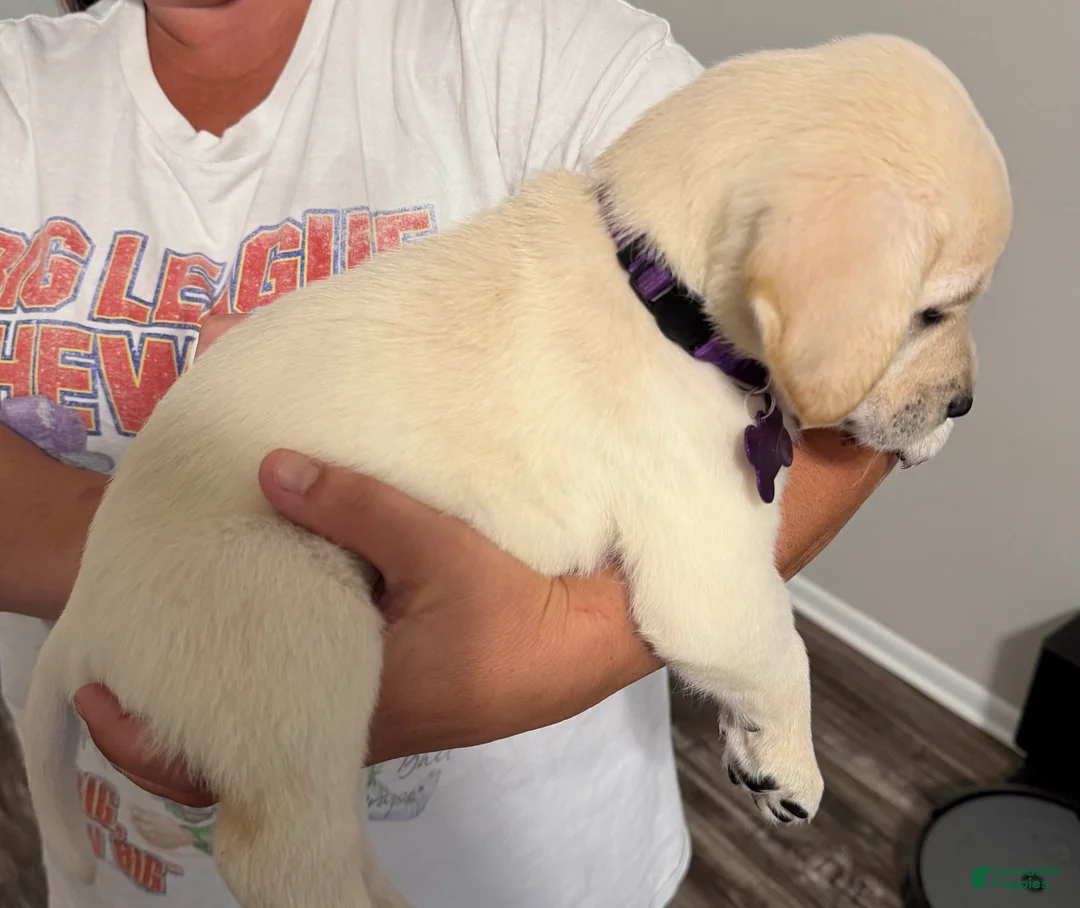 Labrador Retriever dogs for sale: Lab Puppy 6 - Purple Collar - Ad 2
