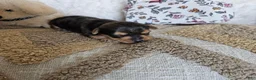 Mixed Breed dogs for sale: Chocolater Merle Elvis - Ad 8